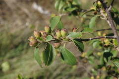 Cotoneaster tauricus