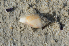 Bullia laevissima