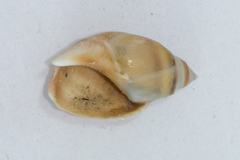 Bullia laevissima