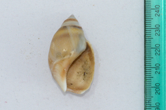 Bullia laevissima