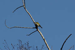 Phaenicophilus palmarum