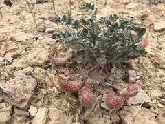 Astragalus chamaeleuce