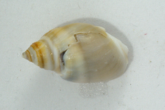 Bullia laevissima