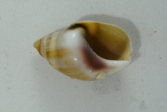 Bullia laevissima