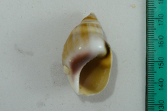 Bullia laevissima