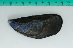 Choromytilus meridionalis