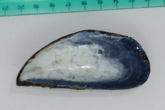 Choromytilus meridionalis