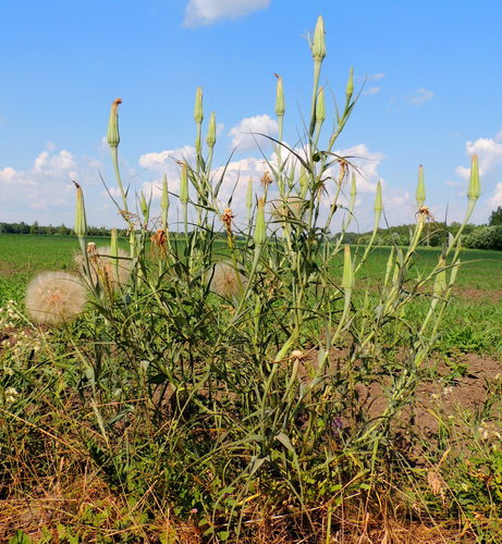 Tragopogon dubius iNat (3)