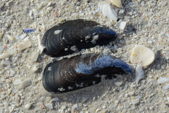Choromytilus meridionalis
