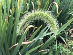 Setaria viridis major