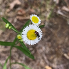 Holcopasites calliopsidis