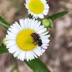 Holcopasites calliopsidis