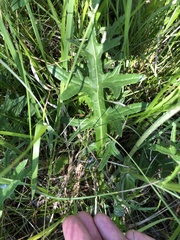 Cirsium tuberosum
