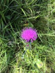 Cirsium tuberosum