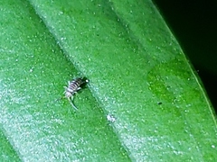 Entomobrya atrocincta