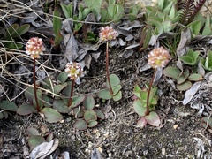 Micranthes aprica