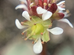 Micranthes aprica