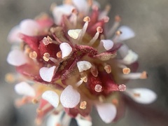 Micranthes aprica