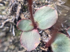 Micranthes aprica