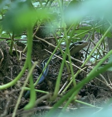 Plestiodon laticeps