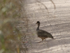 Nothoprocta cinerascens