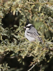 Lophospingus pusillus