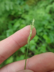 Media resource of Carex bromoides