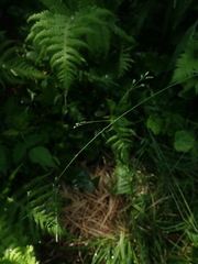 Poa saltuensis