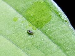 Entomobrya atrocincta