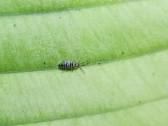 Entomobrya atrocincta