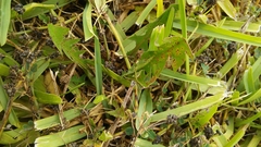 Puccinia taraxaci