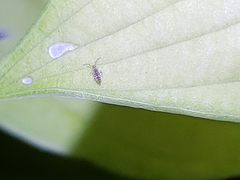 Entomobrya atrocincta