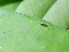 Entomobrya atrocincta