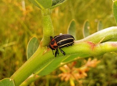 Neodiplogrammus quadrivittatus