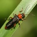 Cantharis pellucida - Photo (c) Martin Grimm, some rights reserved (CC BY-NC), uploaded by Martin Grimm