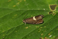 Grapholita discretana