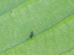 Entomobrya atrocincta