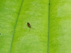 Entomobrya atrocincta