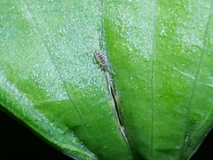 Entomobrya atrocincta