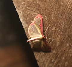 Cadarena pudoraria