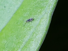 Entomobrya atrocincta