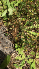 Trifolium dubium