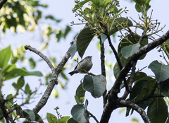 Setophaga tigrina