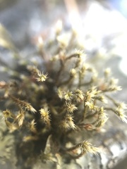 Hedwigia stellata