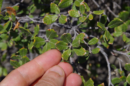 Image of Quercus intricata by (c) Eric Knight, some rights reserved (CC BY)