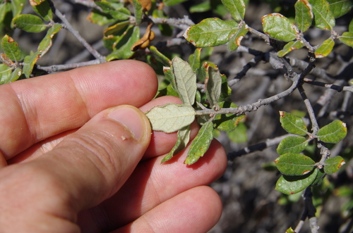 Image of Quercus intricata by (c) Eric Knight, some rights reserved (CC BY)