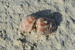 Tivela