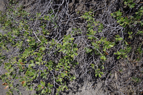 Image of Quercus intricata by (c) Eric Knight, some rights reserved (CC BY)