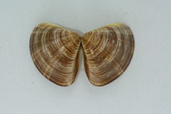 Tivela