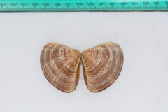 Tivela
